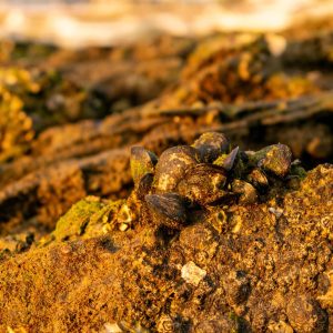 Mining & Minerals